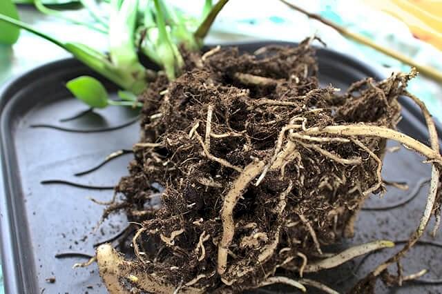Find Out If Your Root Is Rotten