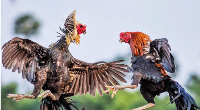 What is online cockfighting?